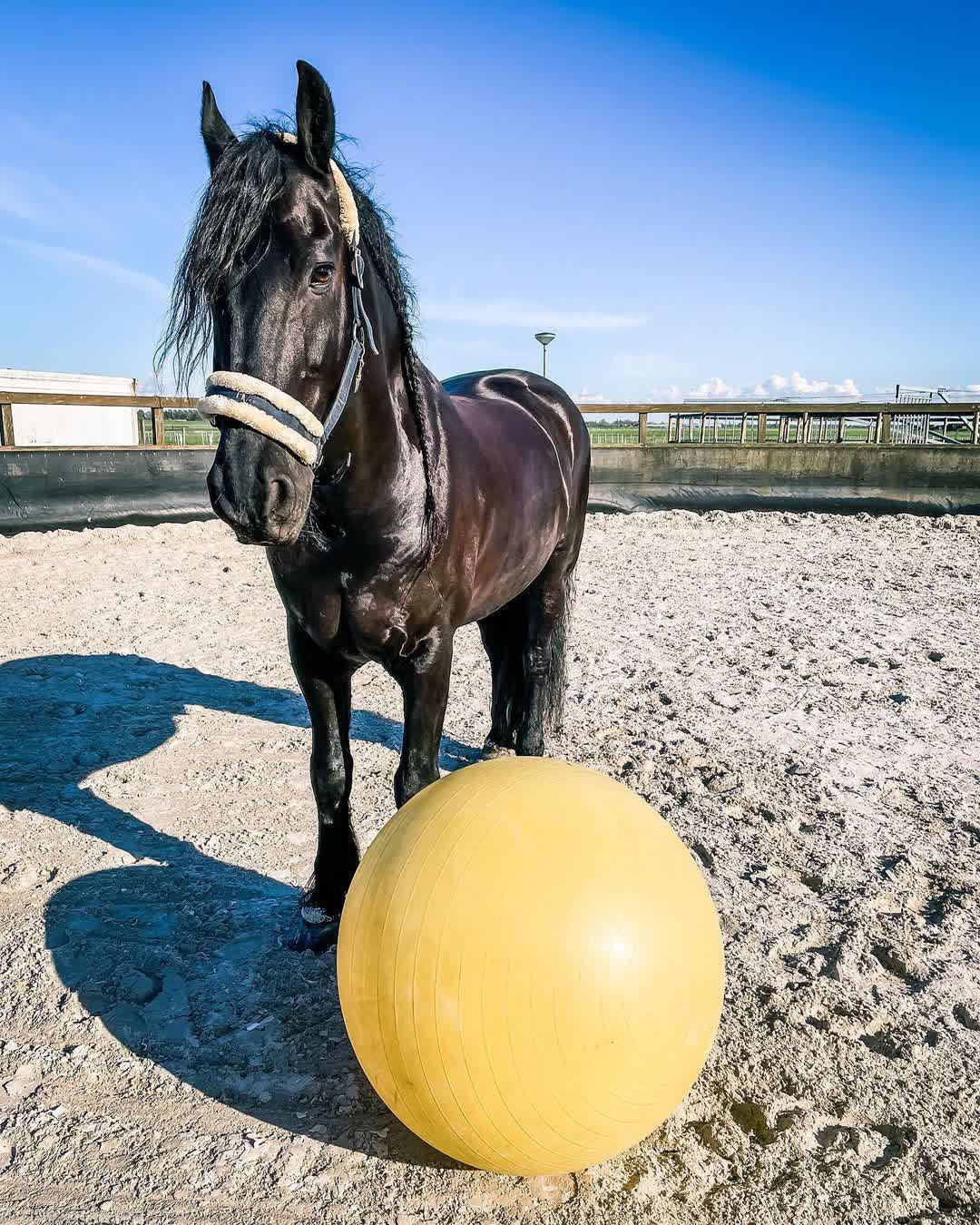 Lieuwe van de Heide