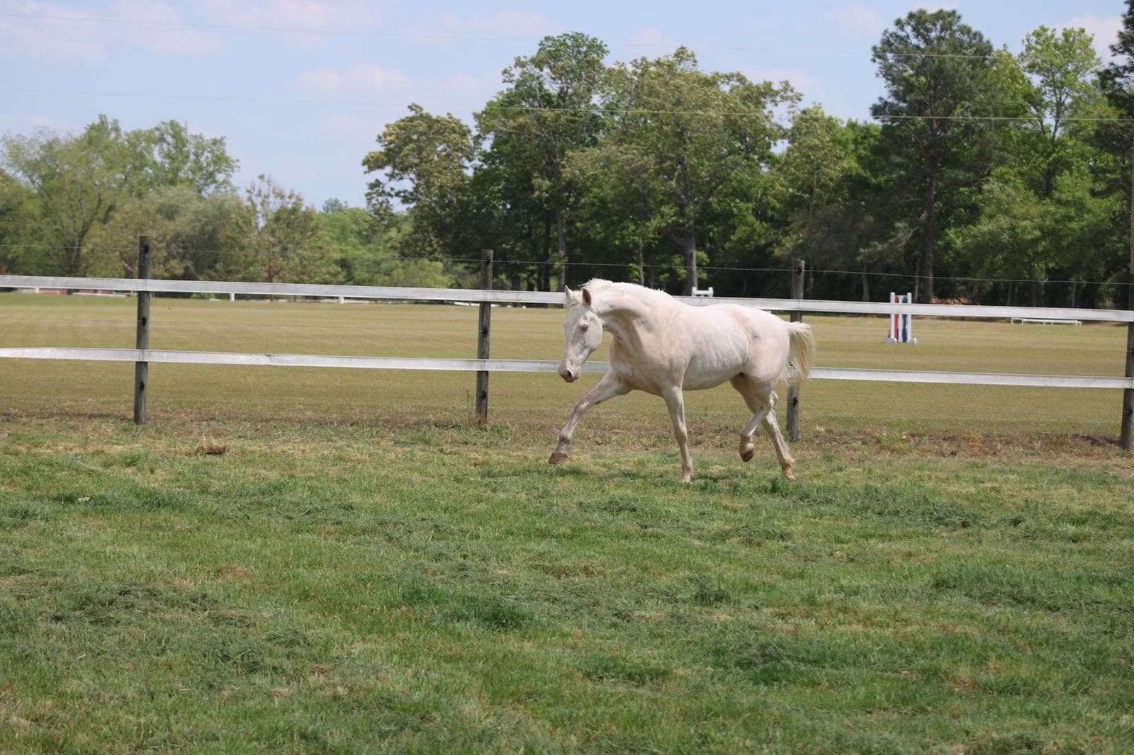 Perla fan de Heide — view 5 of 12