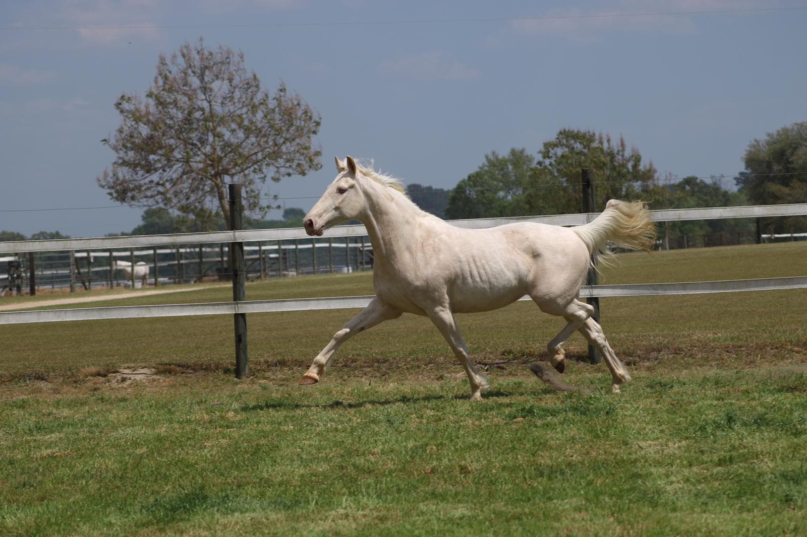 Perla fan de Heide — view 8 of 12